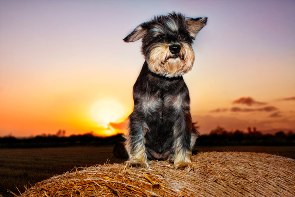 Hunde Fotomodel Sunny im Licht der Abendsonne