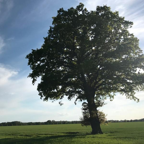 Einsamer Baum auf einer Wiese